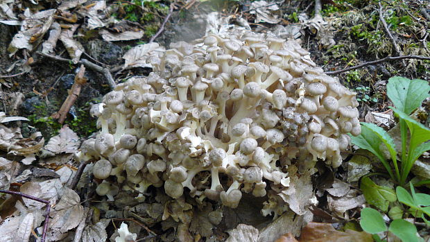 trúdnik klobúčkatý Polyporus umbellatus (Pers.) Fr.