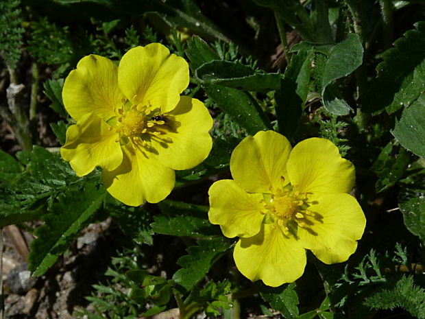 nátržník plazivý Potentilla reptans L.