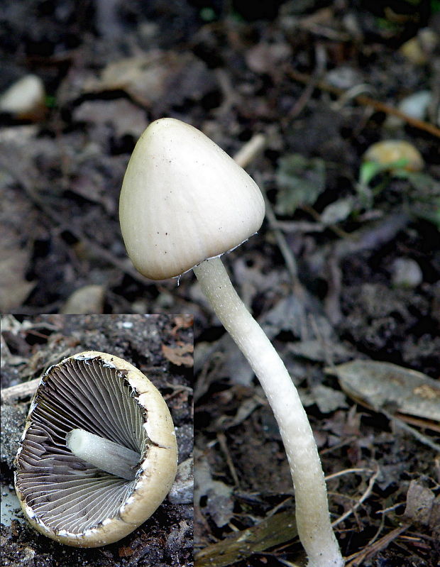 drobuľka Psathyrella sp.