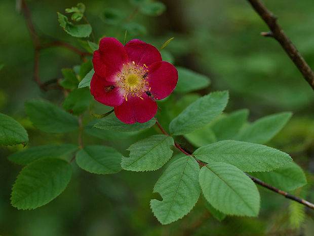ruža ovisnutá Rosa pendulina L.