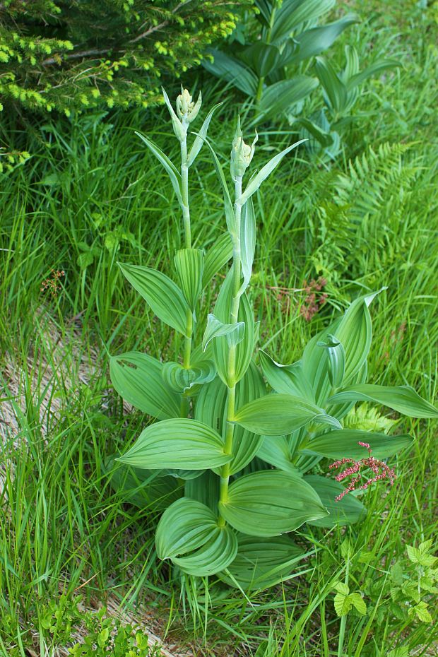 kýchavica biela Sonchus oleraceus L.