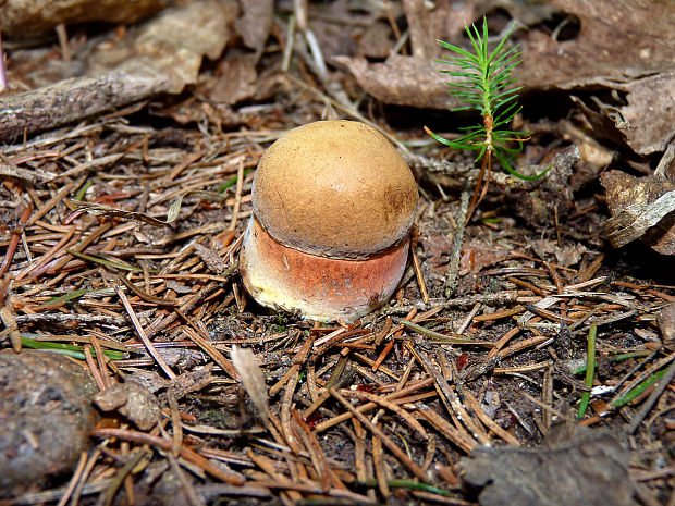 hríb zrnitohlúbikový Sutorius luridiformis (Rostk.) G. Wu & Zhu L. Yang