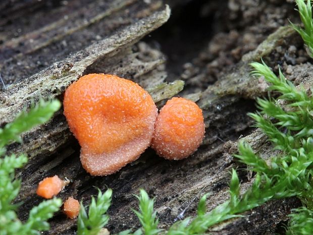 jahodník sasankovitý  Tubifera ferruginosa (Batsch) J.F. Gmel.