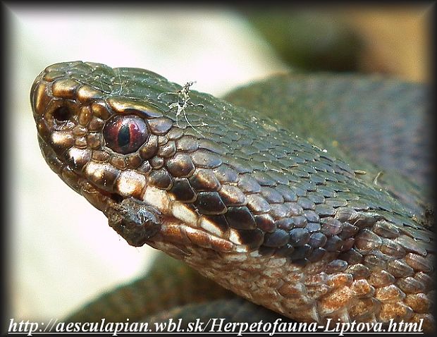 vretenica severná Vipera berus