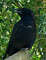 vrana čierna