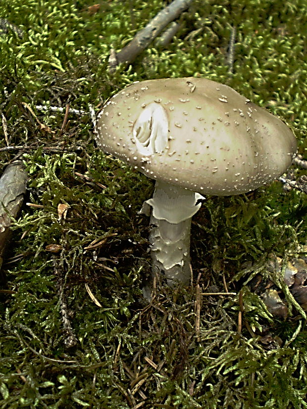 muchotrávka hrubá Amanita  spissa (Fr.) P. Kumm. (1871)