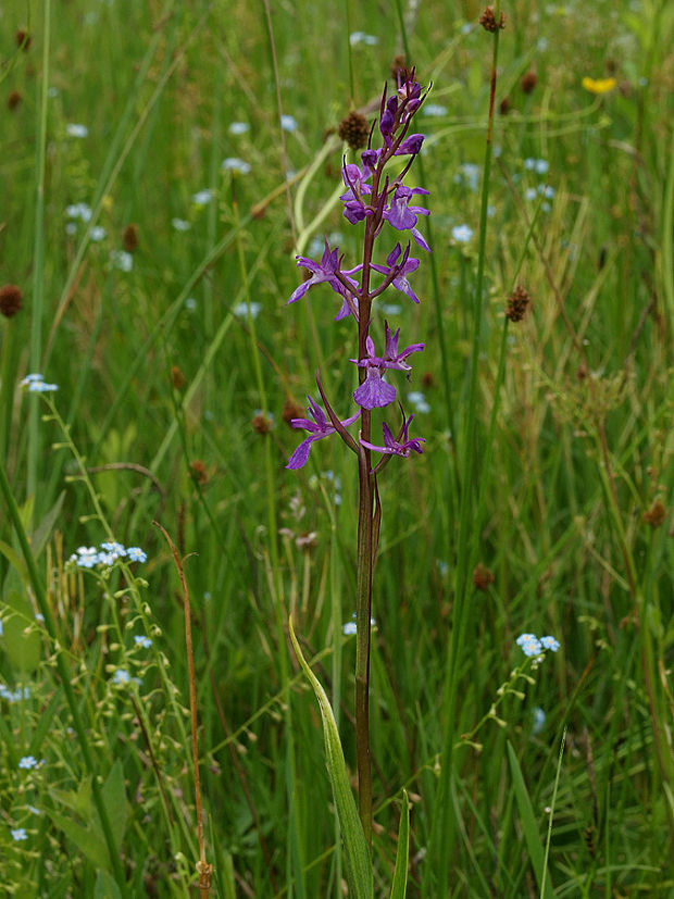 červenohlav močiarny úhľadný Anacamptis palustris subsp. elegans (Heuffel) R.M. Bateman, A.M. Pridgeon & M.W. Chase