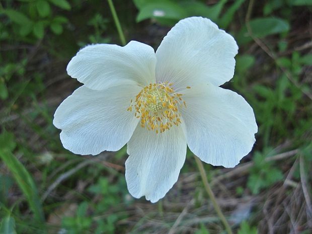 veternica lesná Anemone sylvestris L.