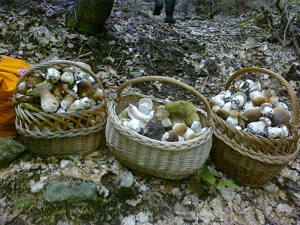 hríb smrekový Boletus edulis Bull.