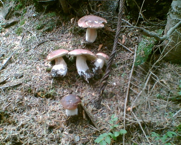 hríb dubový Boletus reticulatus Schaeff.