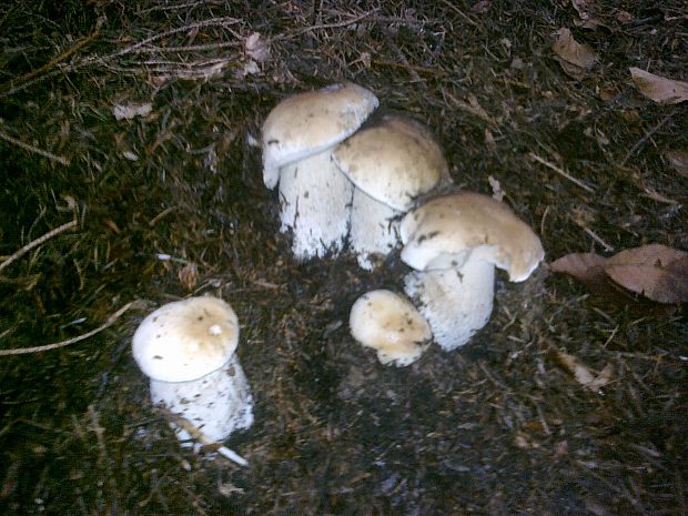 hríb dubový Boletus reticulatus Schaeff.