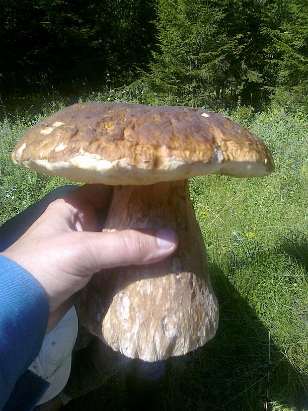 hríb dubový Boletus reticulatus Schaeff.