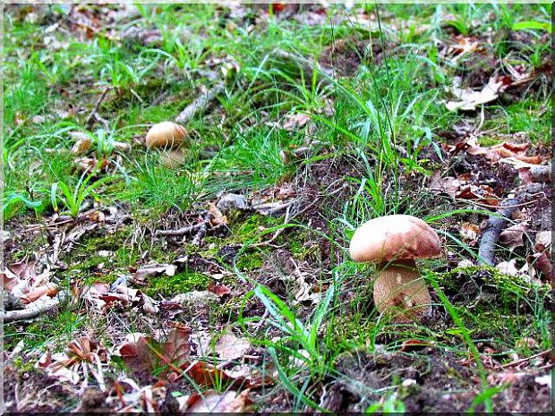 hríb dubový Boletus reticulatus Schaeff.