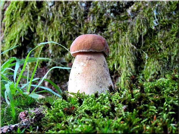 hríb dubový Boletus reticulatus Schaeff.