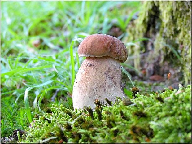 hríb dubový Boletus reticulatus Schaeff.