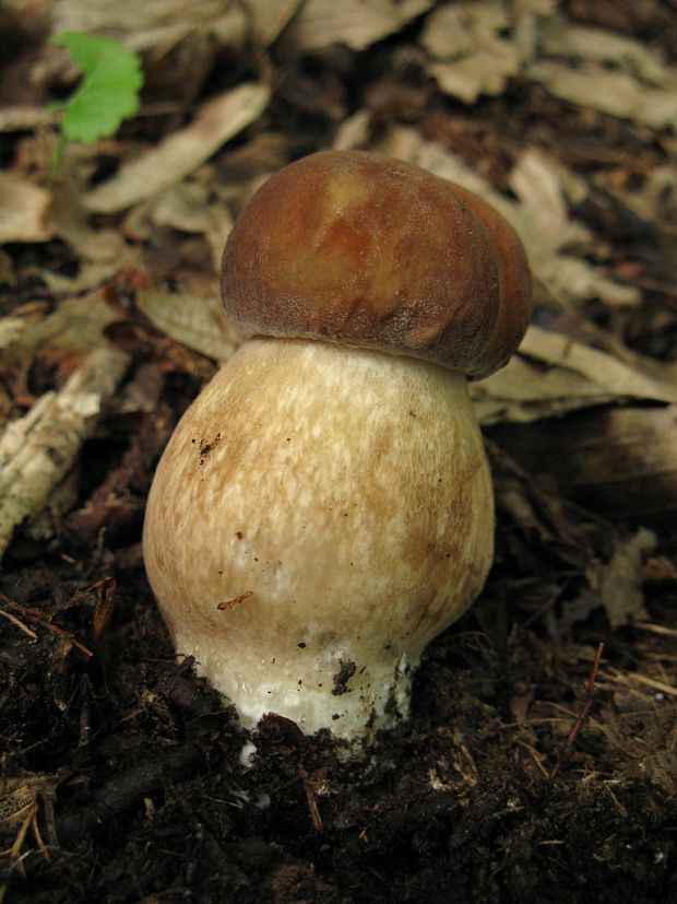 hríb dubový Boletus reticulatus Schaeff.