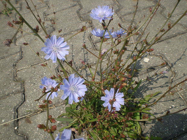 čakanka obyčajná Cichorium intybus L.