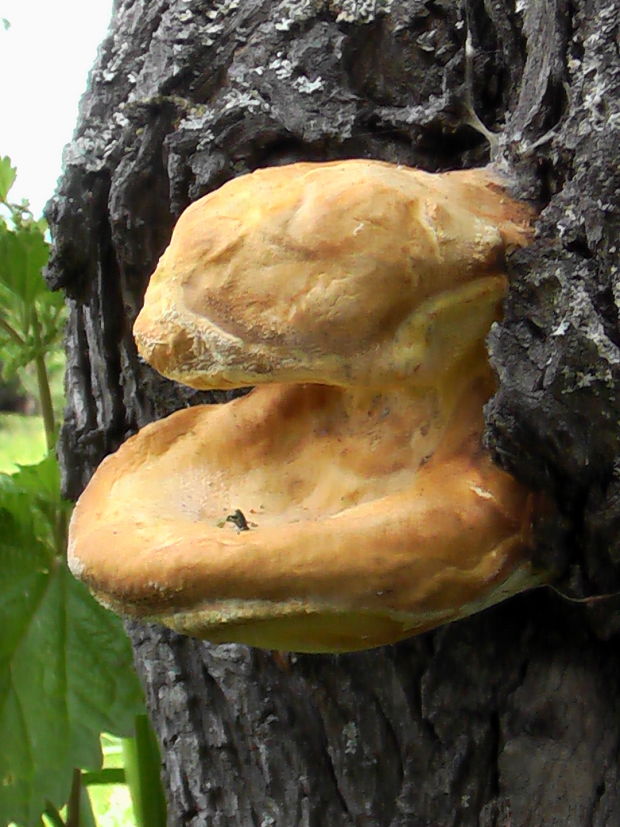 sírovec obyčajný Laetiporus sulphureus (Bull.) Murrill