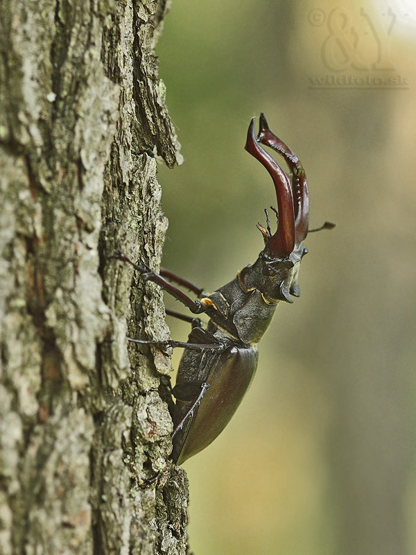 roháč veľký Lucanus cervus