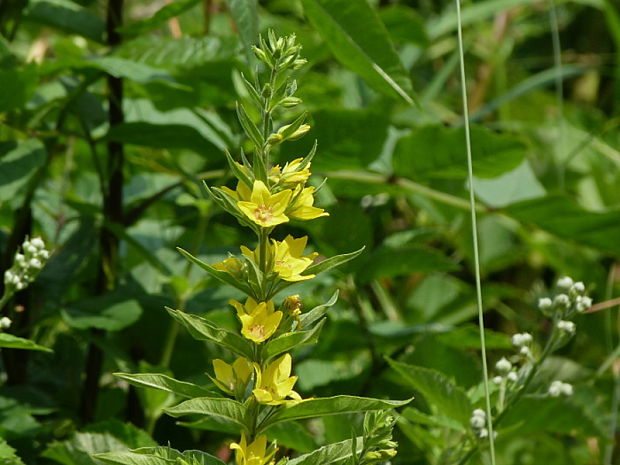 čerkáč bodkovaný Lysimachia punctata L.