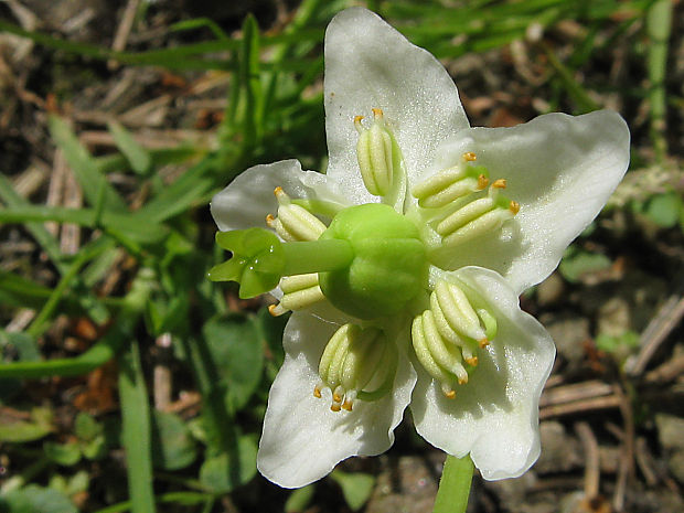 jednokvietok veľkokvetý/jednokvítek velekvětý Moneses uniflora (L.) A. Gray