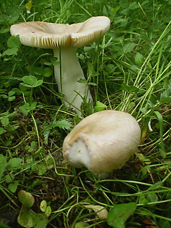 plávka včasná Russula cf. nauseosa