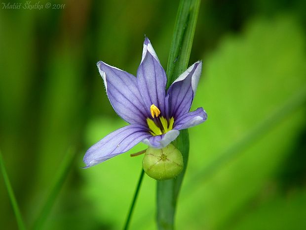 mečovka horská Sisyrinchium montanum Greene