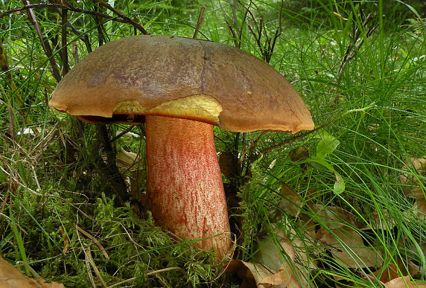 hríb zrnitohlúbikový Sutorius luridiformis (Rostk.) G. Wu & Zhu L. Yang