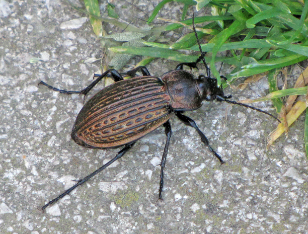 bystruška medená carabus cancellatus