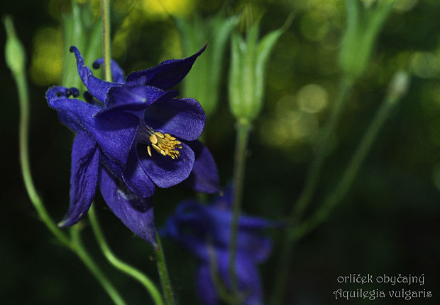 orlíček obyčajný Aquilegia vulgaris L.