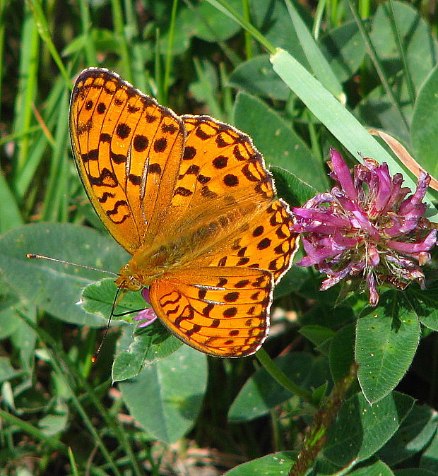 perlovec fialkový Argynnis adippe