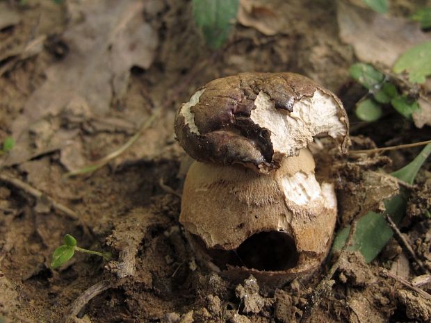 hríb bronzový Boletus aereus Bull. ex Fr.