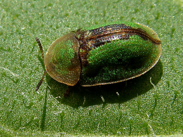 štítnatec/štítonoš černonohý Cassida vibex