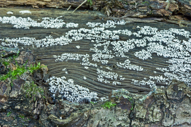 rohačka kríčkovitá Ceratiomyxa fruticulosa var. fruticulosa (O.F. Müll.) T. Macbr