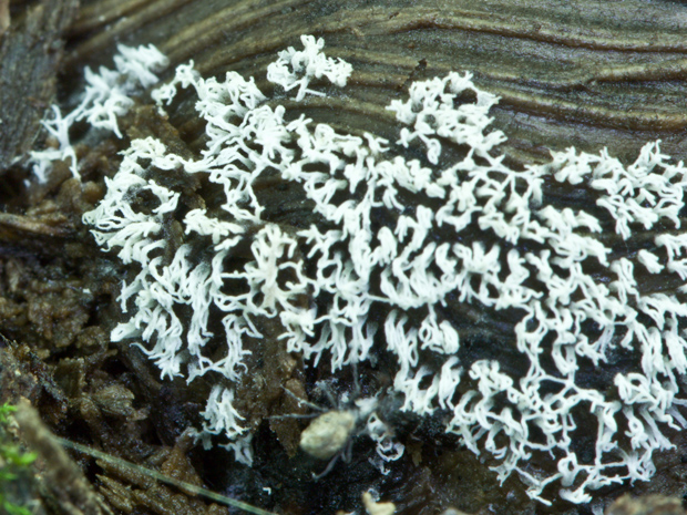 rohačka kríčkovitá Ceratiomyxa fruticulosa var. fruticulosa (O.F. Müll.) T. Macbr