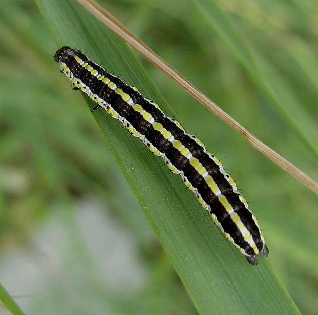 mora mrkvová Cucullia lucifuga