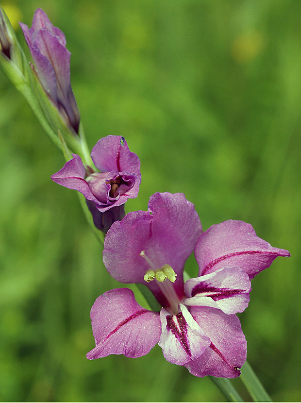 mečík škridlicovitý Gladiolus imbricatus L.