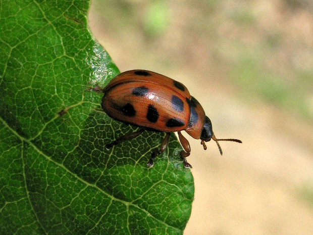 liskavka Gonioctena decemnotata