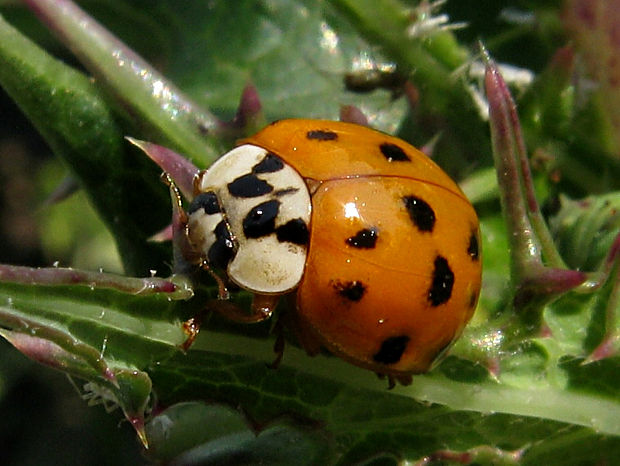 lienka/slunéčko asijské Harmonia axyridis (Pallas, 1773)