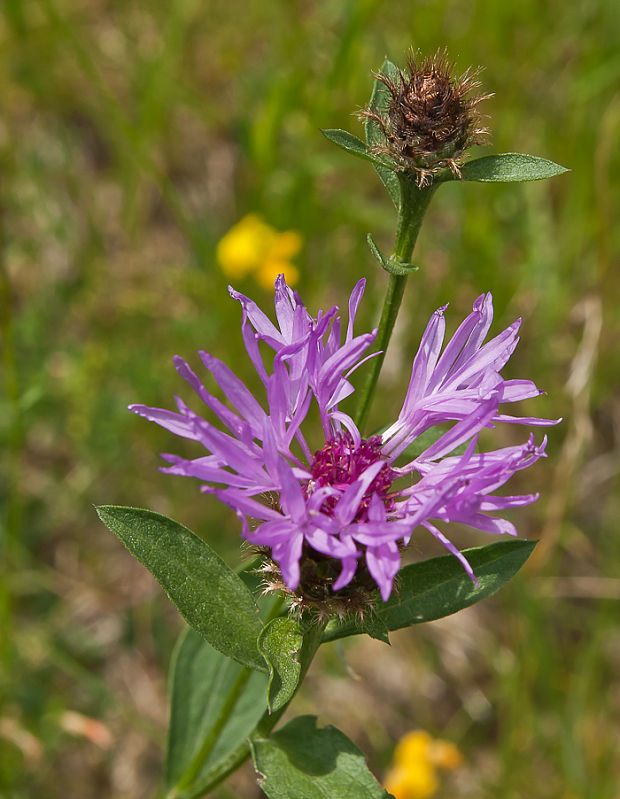 nevädzovec veľkokvetý Jacea oxylepis (Wimm. et Grab.) Hayek