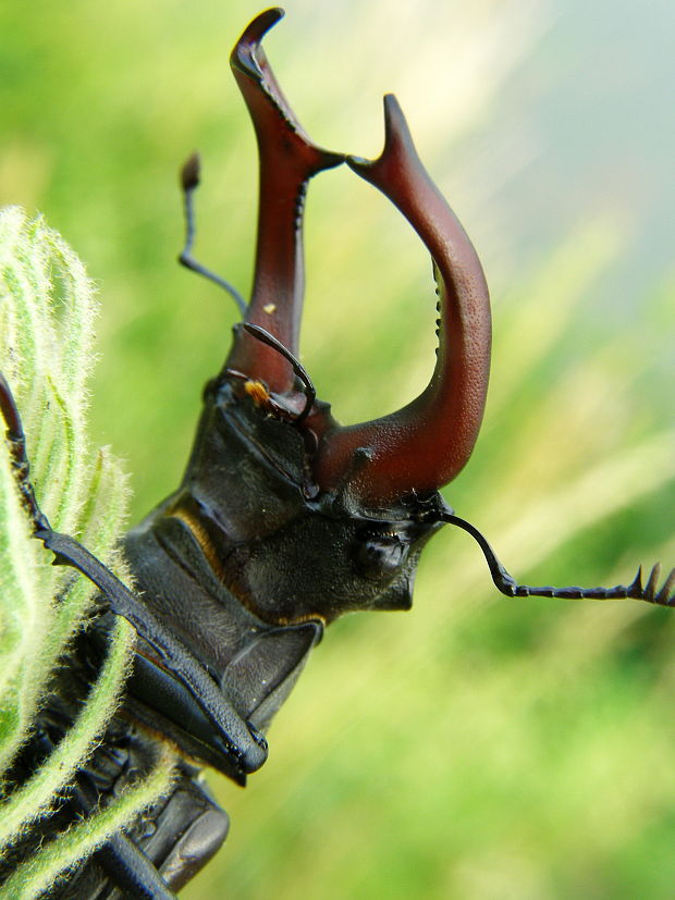 roháč obyčajný Lucanus cervus