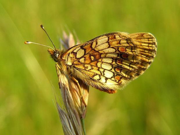 hnedáčik skorocelový Melitaea athalia