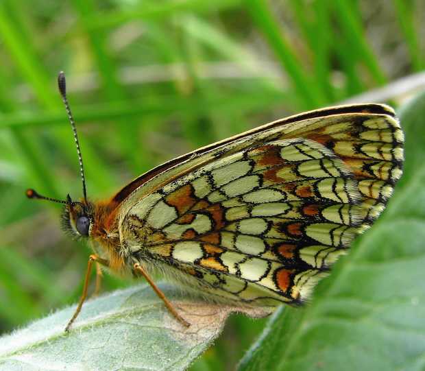 hnedáčik veronikový Melitaea aurelia