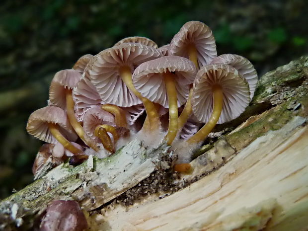 prilbička žltohlúbiková Mycena renati Quél.