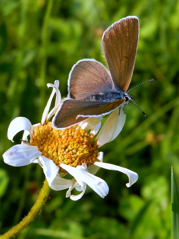 modráčik lesný Polyommatus semiargus