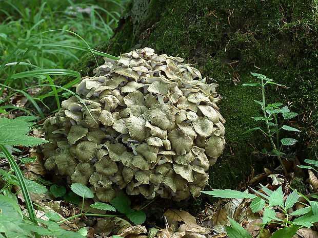 trúdnik klobúčkatý Polyporus umbellatus (Pers.) Fr.