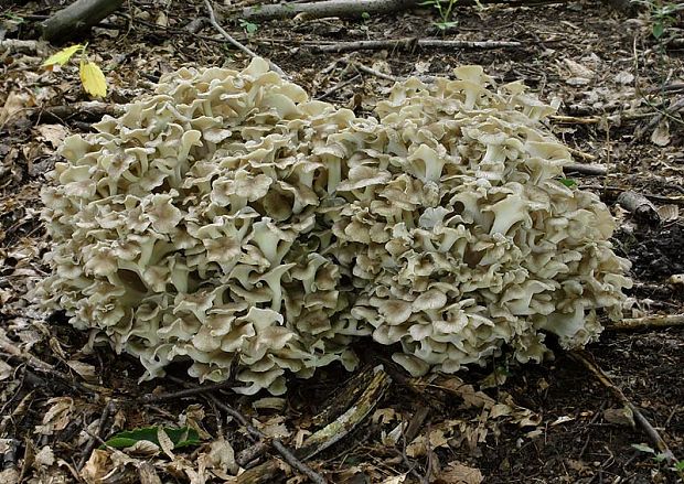 trúdnik klobúčkatý Polyporus umbellatus (Pers.) Fr.