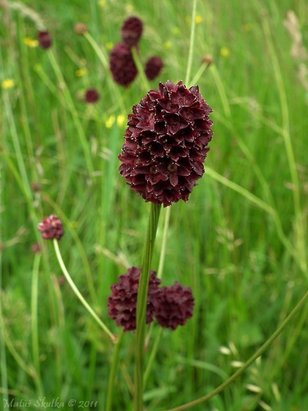 krvavec lekársky Sanguisorba officinalis L.