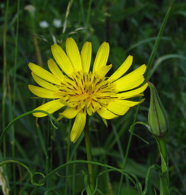 kozobrada lúčna Tragopogon pratensis L.