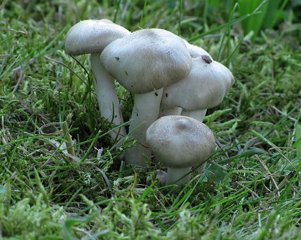 čírovka sivookrová-čirůvka šedožemlová	 Tricholoma scalpturatum (Fr.) Quél.